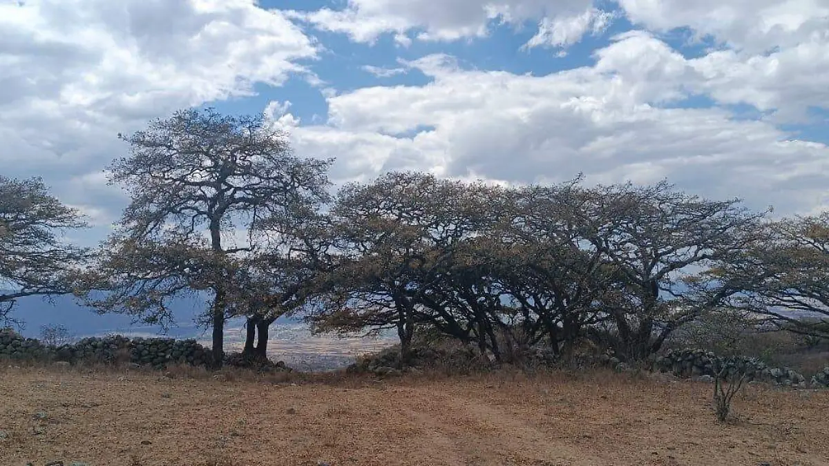 Cerro Lobo 3